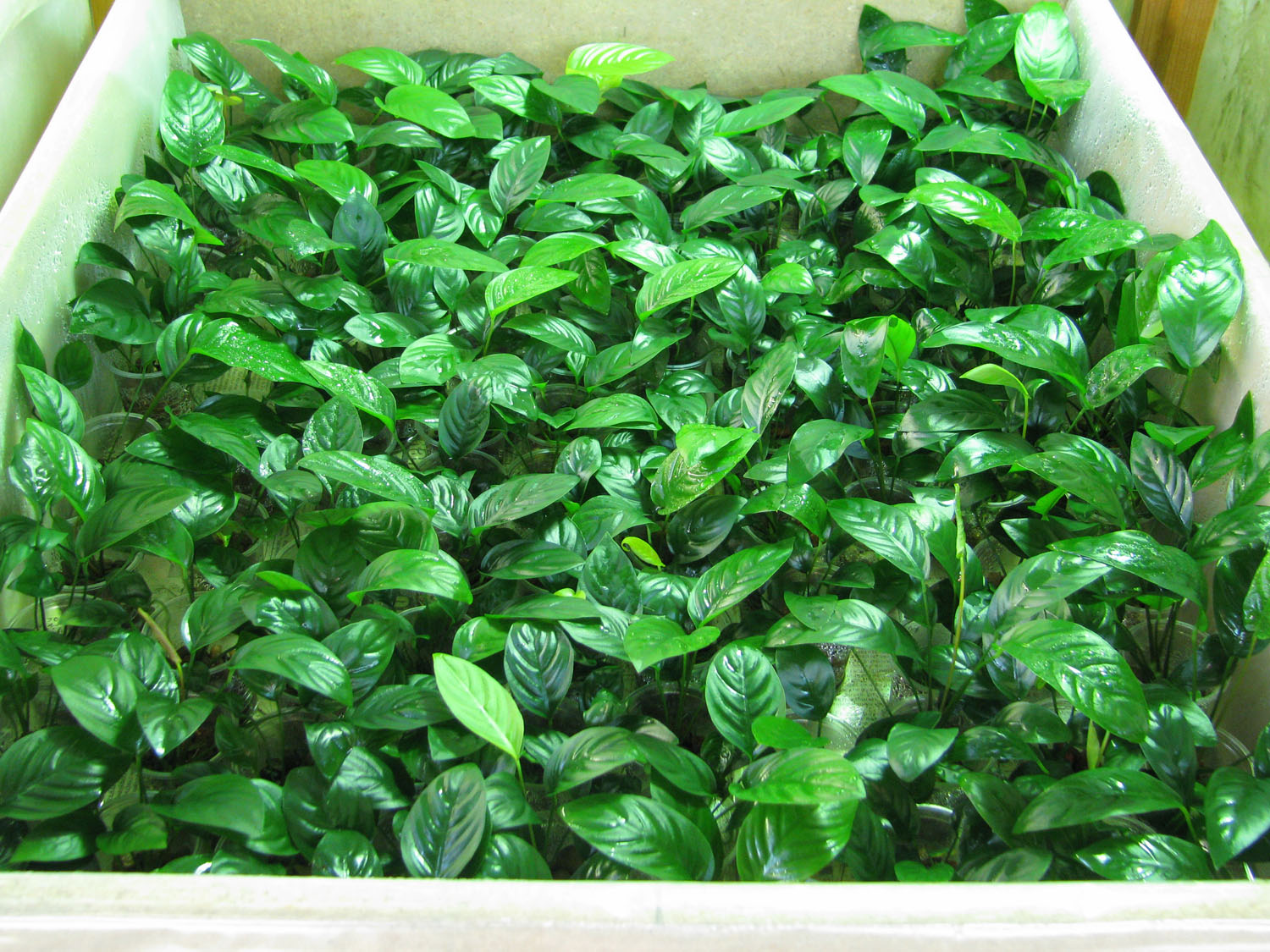 Seedlings (six months after the transfer to separate pots). Photo: S. Bodyagin.