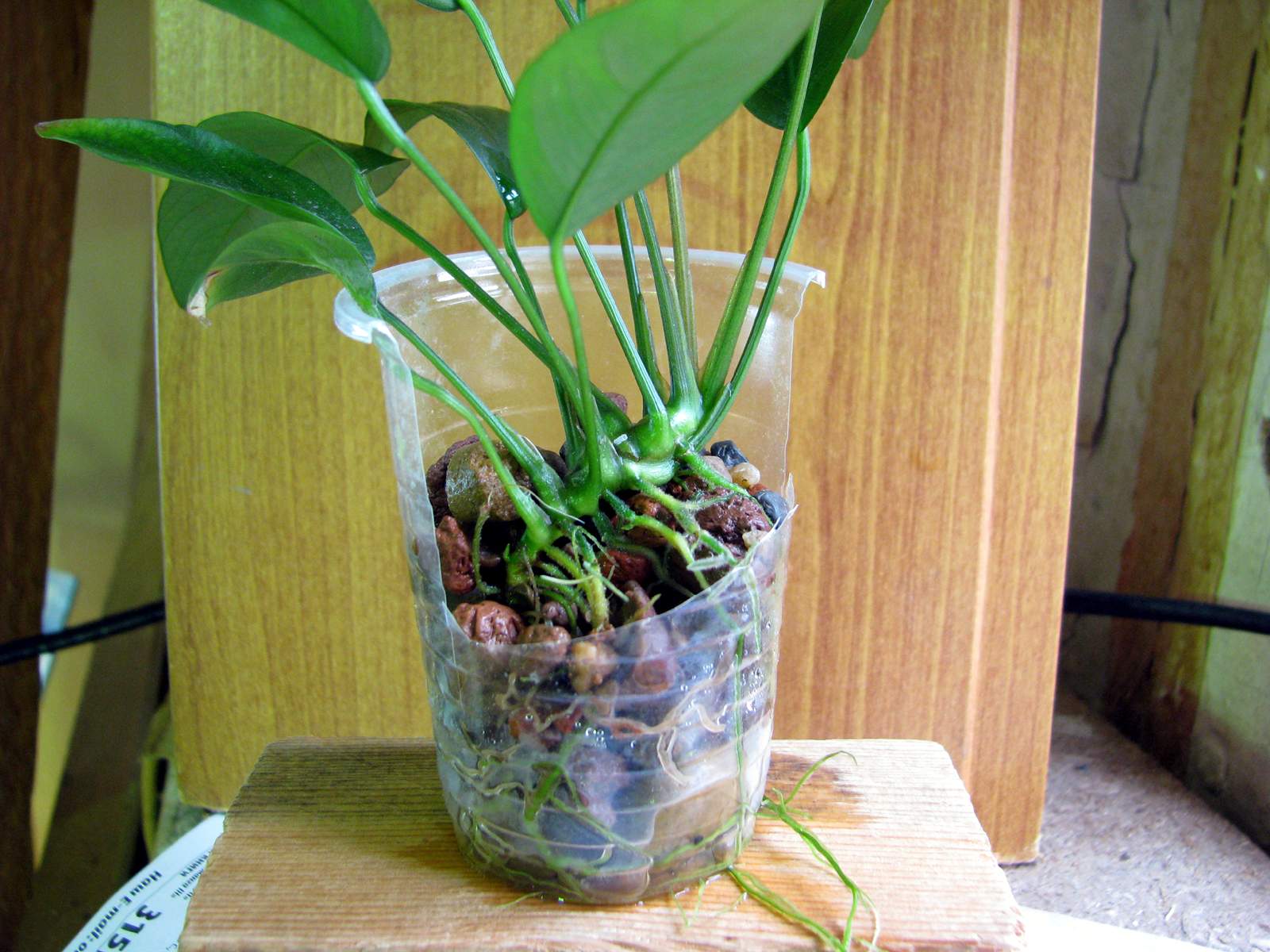 Example of the planting of seedlings in pots. Note, the rhizome itself comes to the surface during growth. Photo: S. Bodyagin.