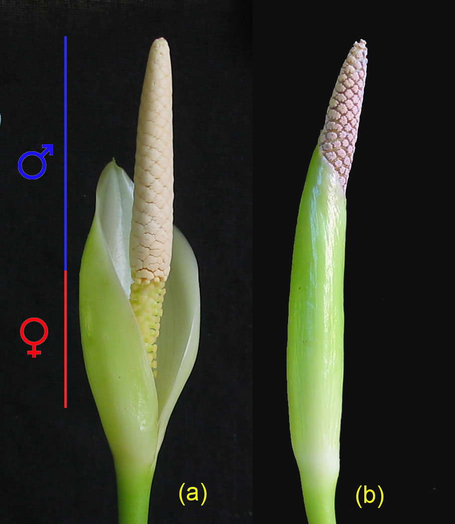 Inflorescence of Anubias afzelii: (a) stage of female anthesis, (b) late stage of male anthesis (female flowers are tightly covered with the spathe). Photo: S. Bodyagin.