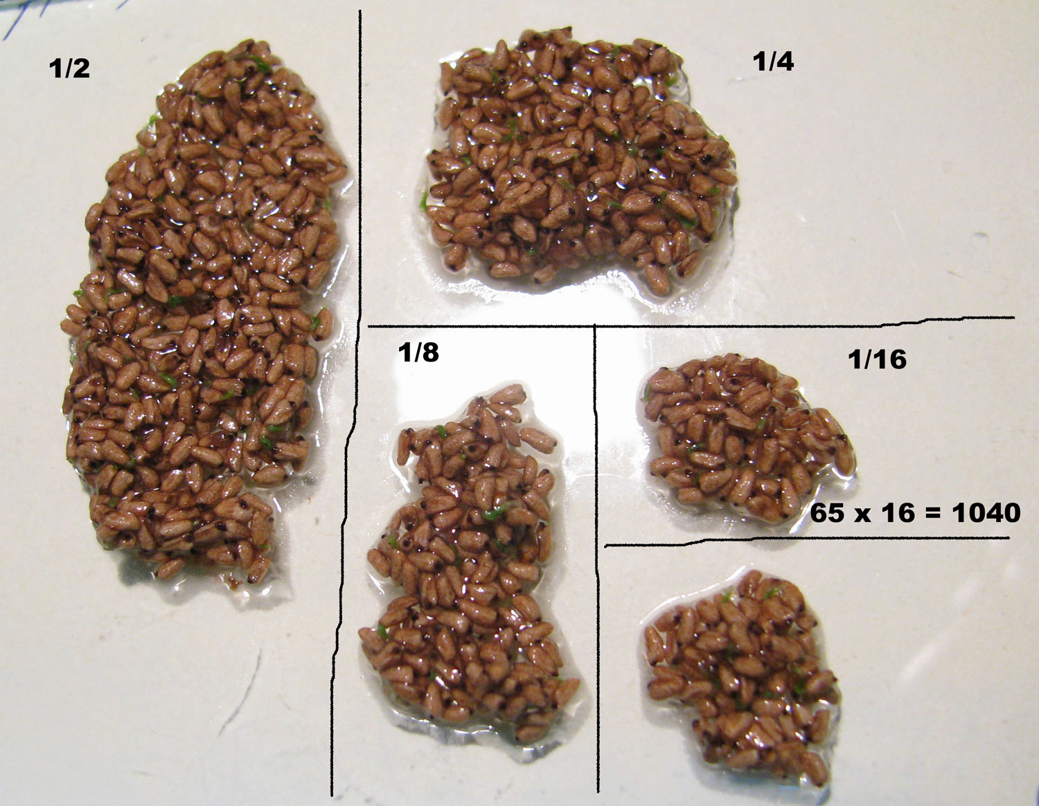 The seed counting procedure. Photo: S. Bodyagin.