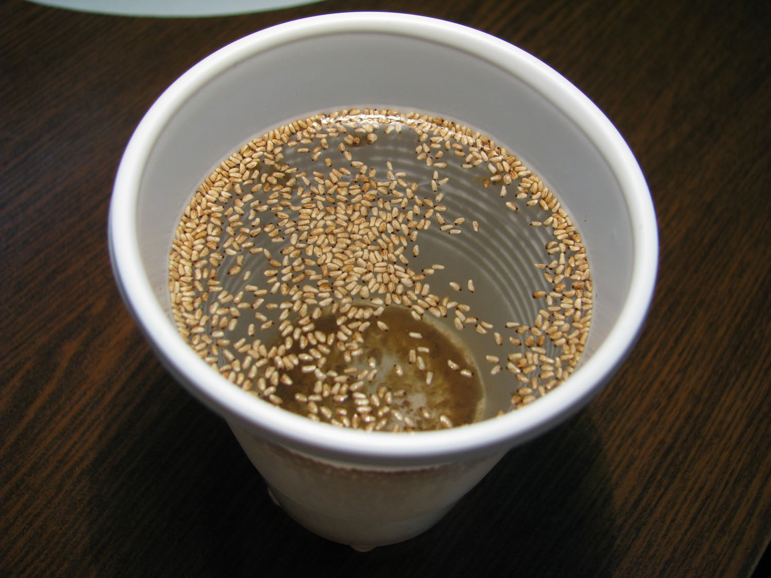 The germination of seeds in a plastic cup with water. Photo: S. Bodyagin.