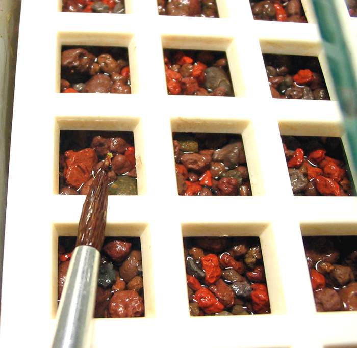 The transfer of seeds to the substrate using a stencil and wet paintbrush. Photo: S. Bodyagin.