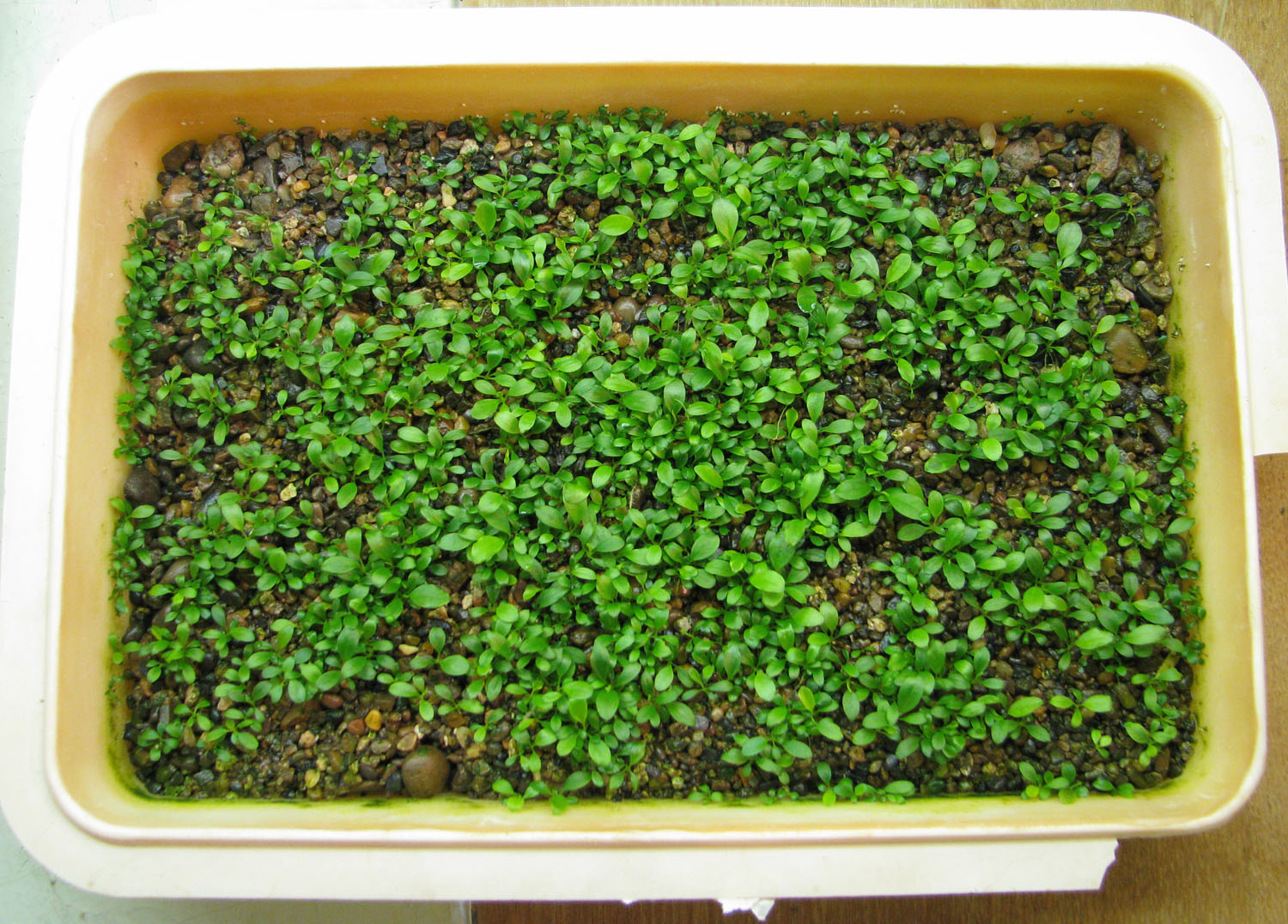 Seedlings when seeds were sown «randomly». Photo: S. Bodyagin.