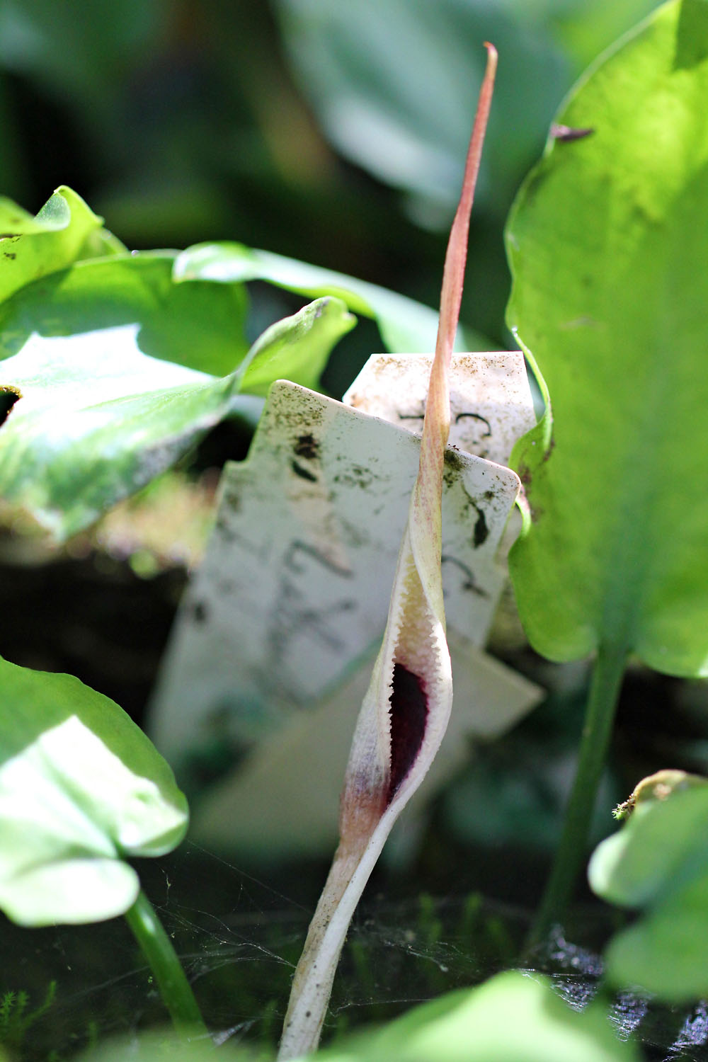 Еще один эндемик Борнео - Cryptocoryne yujii var. yujii.