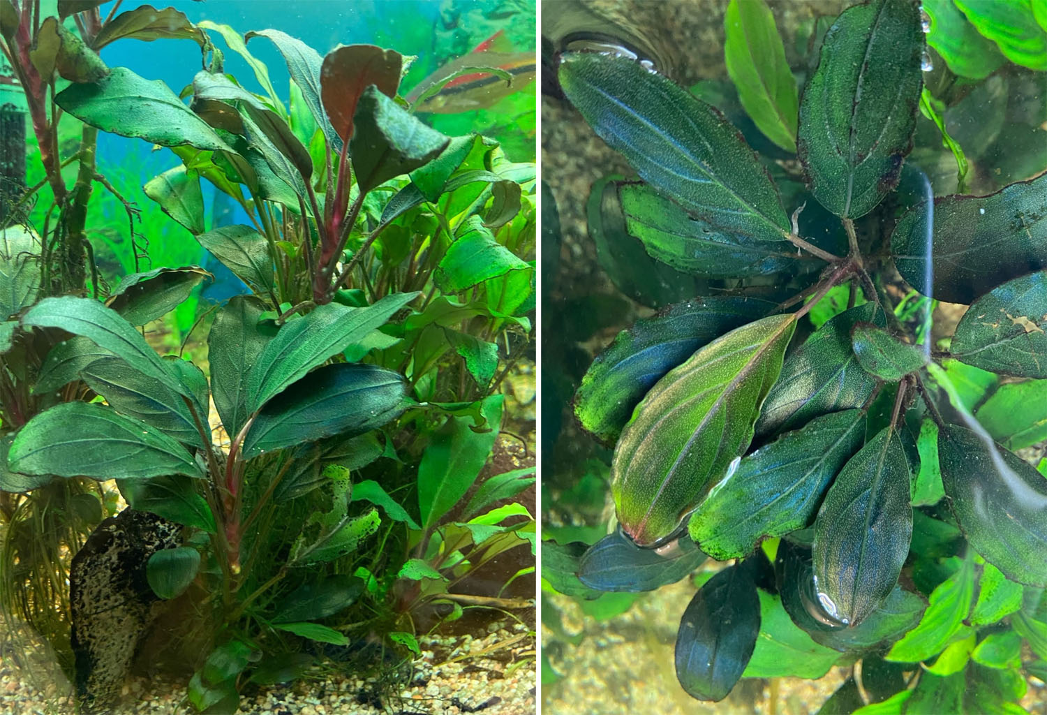 Figure 11. Hybrid of B. sp. “Theia 9” x B. kishii in an aquarium after 4 years of keeping. Photo: E. Fursenko.