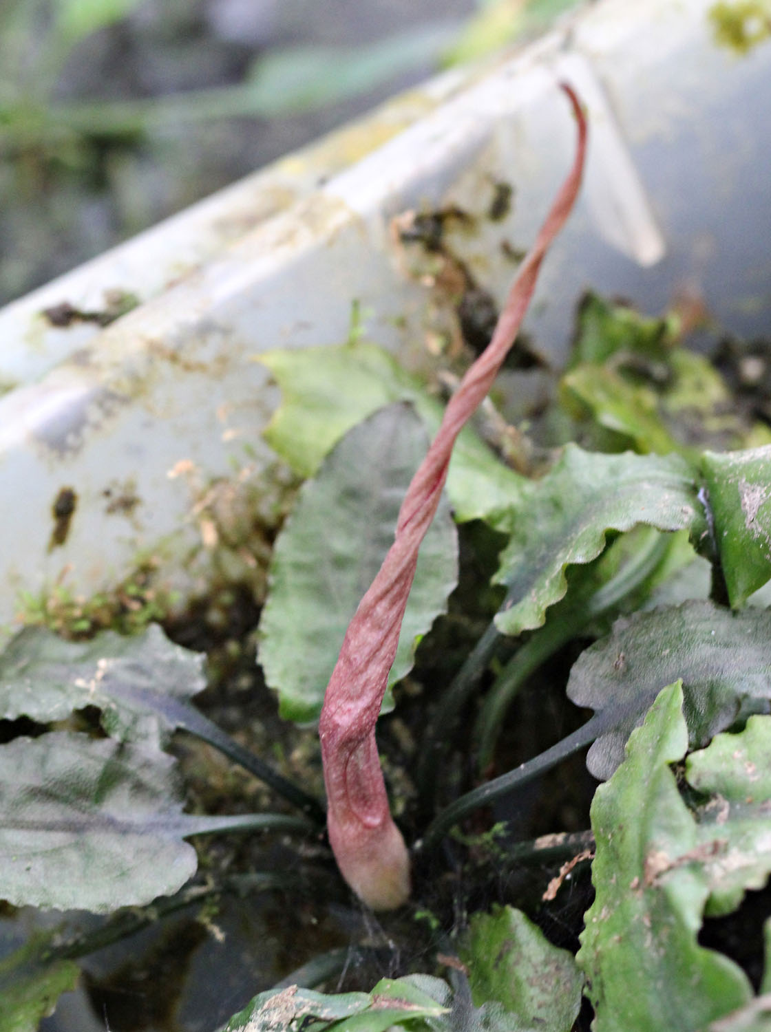 Соцветие криптокорины бурой (Cryptocoryne fusca) в виде «скрученной ракеты» трудно спутать с чем-либо еще.