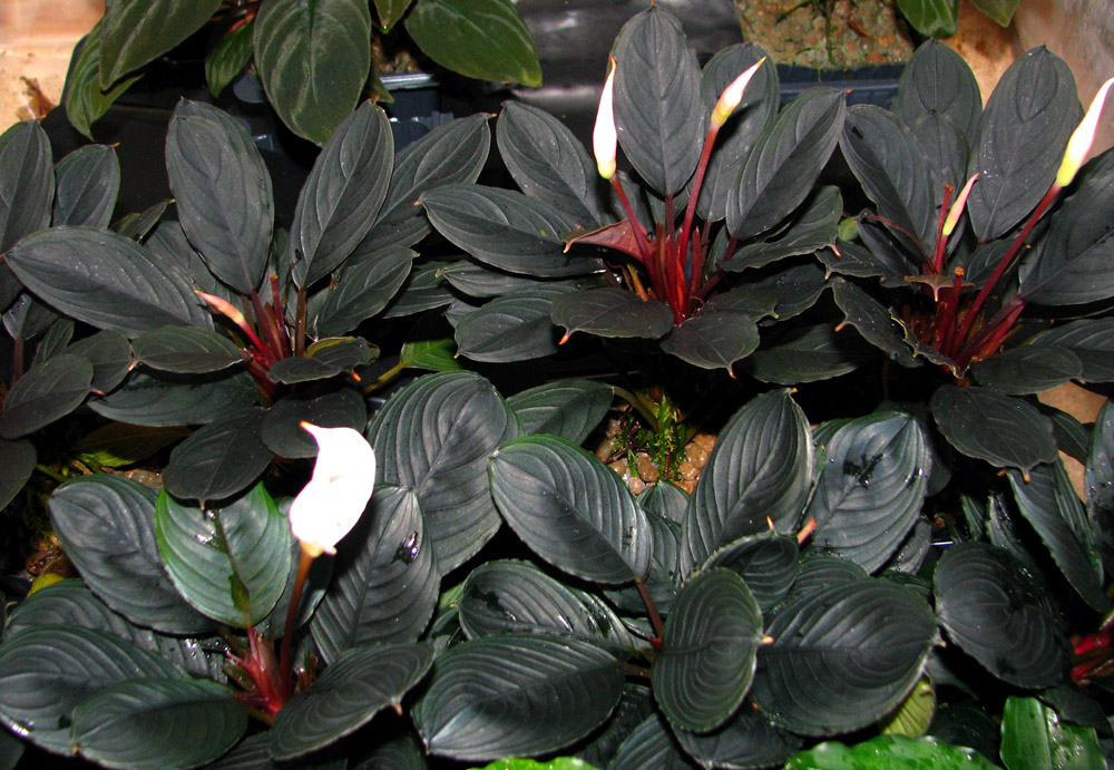 Буцефаландра Киши (Bucephalandra kishii) – несомненно самый яркий и декоративный представитель своего рода. Автор фото: Сергей Бодягин.
