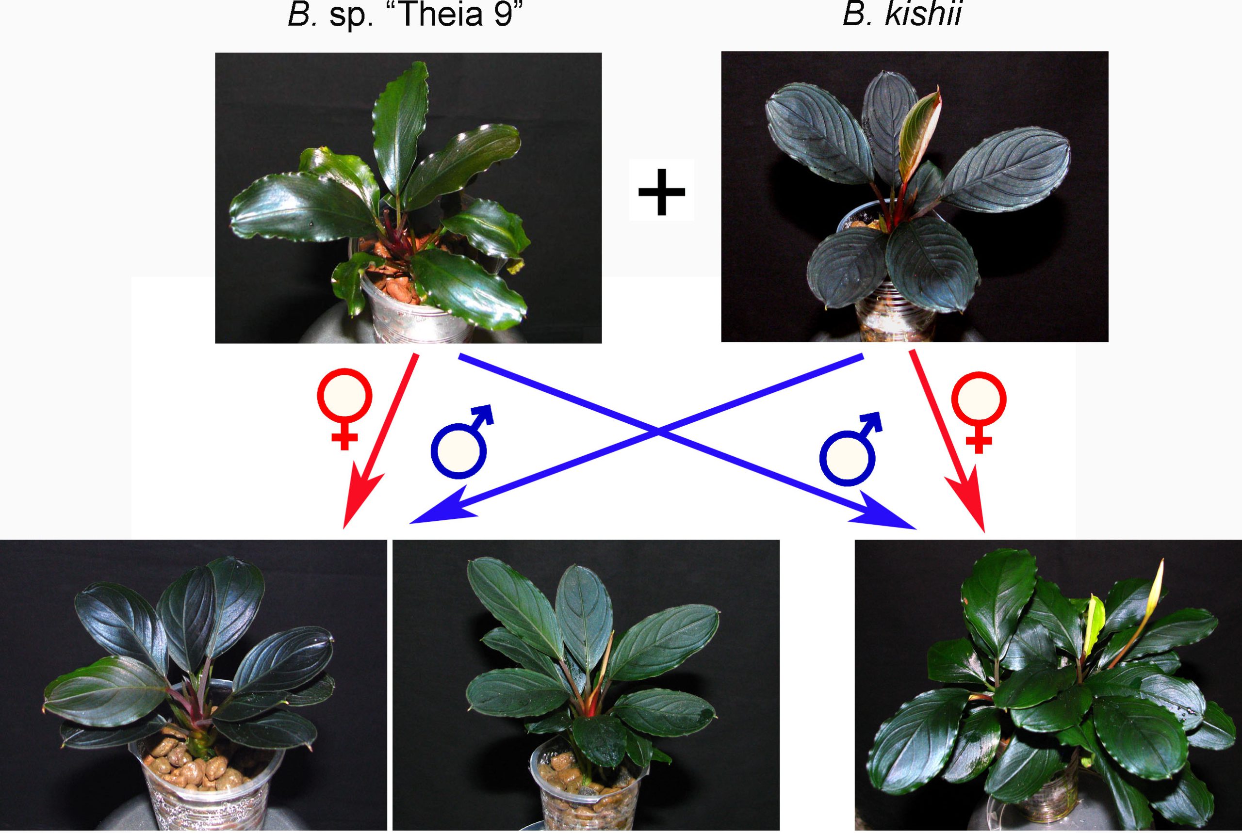 Figure 4. Interspecies crossing between B. sp. “Theia 9” (the Pygmaea Complex) and B. kishii.