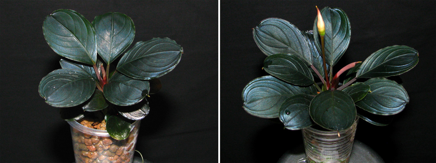 Figure 5. Hybrids obtained by backcrossing of hybrids B. sp. “Theia 9” x B. kishii with B. kishii (on the left) or B. sp. “Dark Achilles” (on the right).