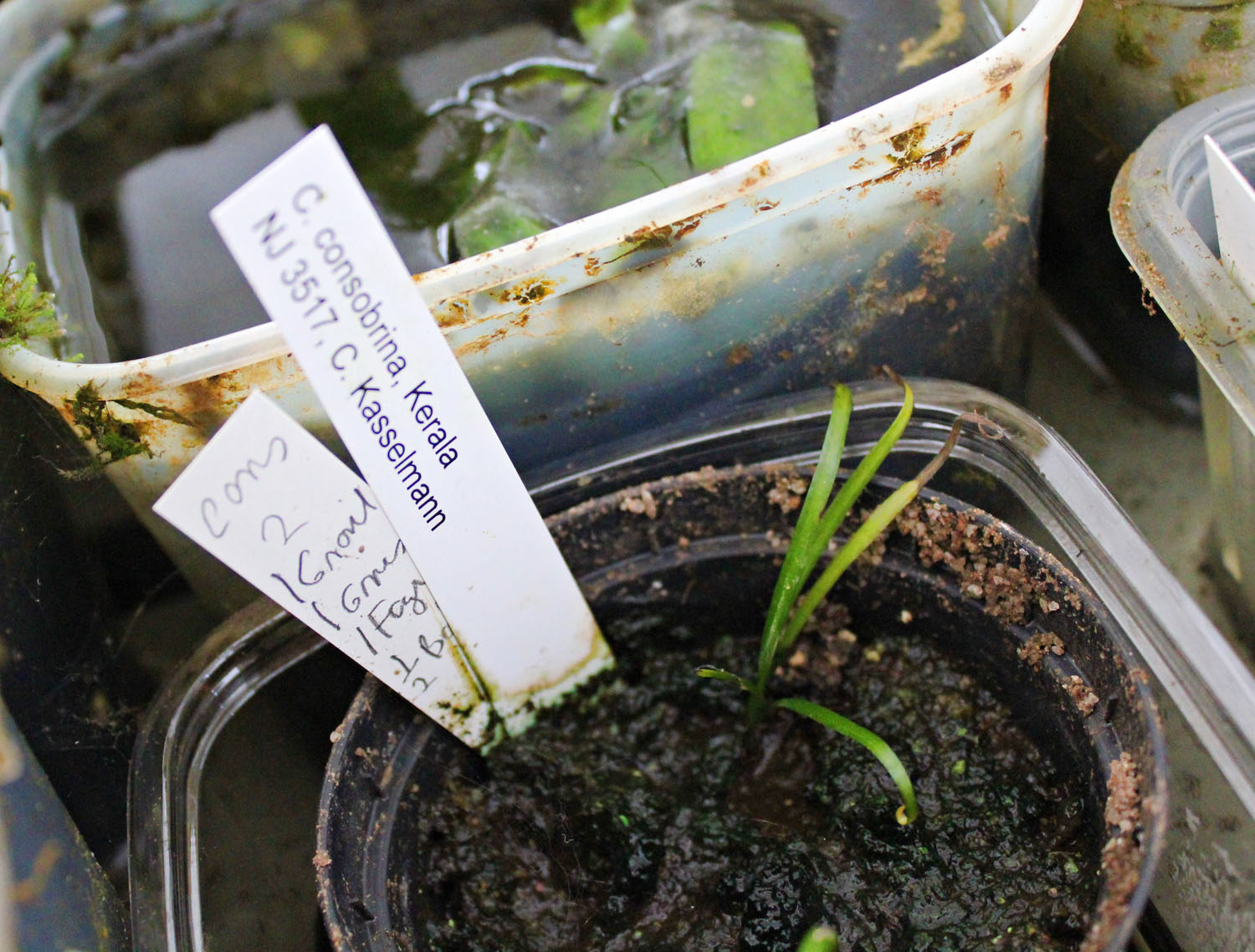 Cryptocoryne consobrina в теплицах Н. Якобсена.