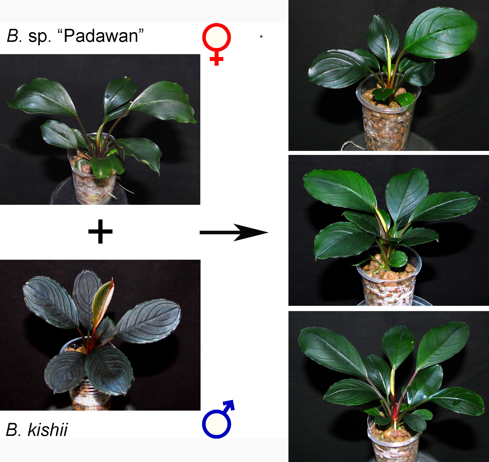 Figure 7. Interspecies crossing between B. sp. “Padawan” (B. bogneri) and B. kishii.