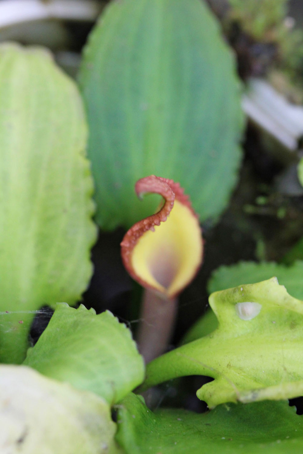 Самая восточная криптокорина – криптокорина Верштега (Cryptocoryne versteegii).
