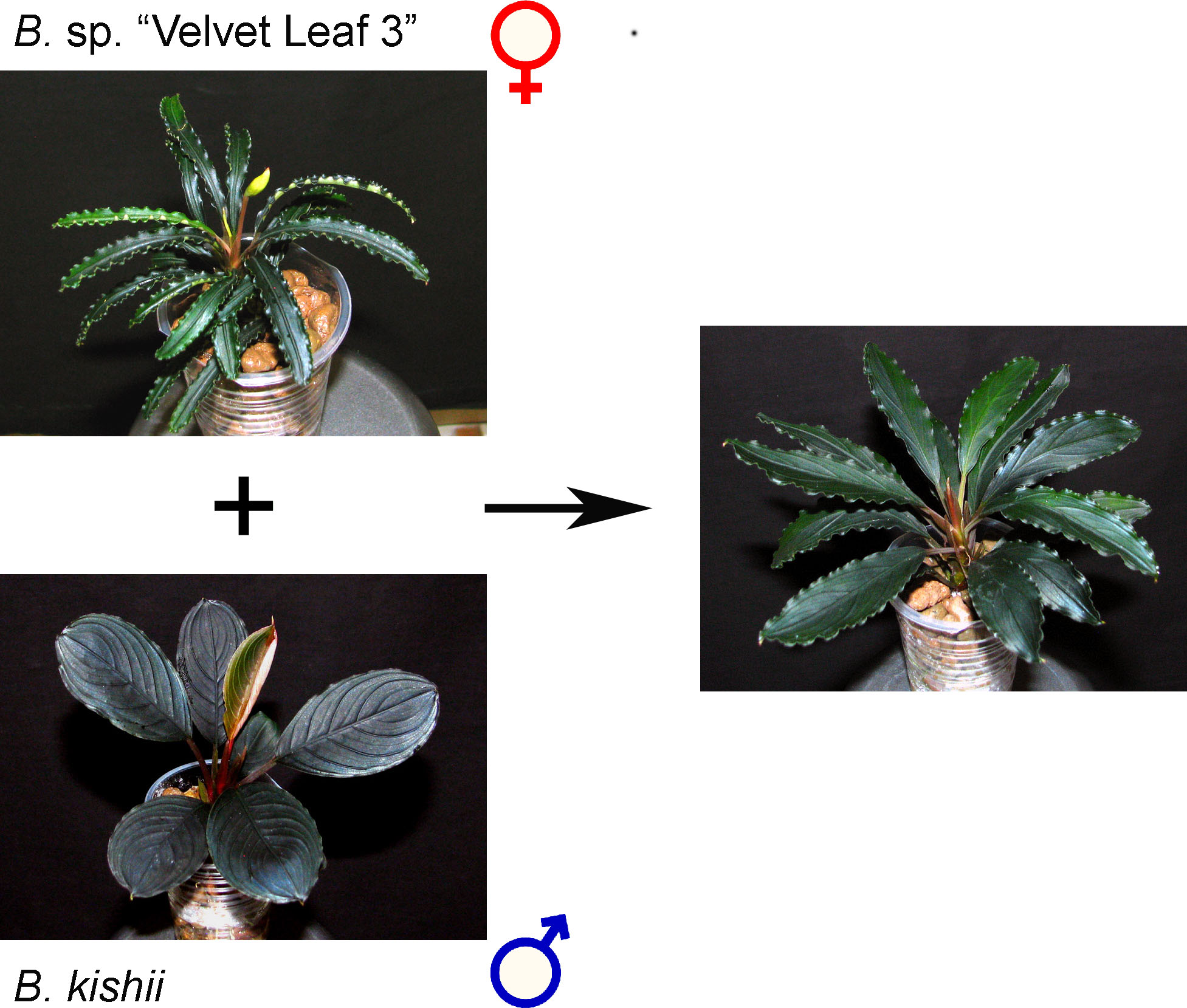 Figure 9. Interspecies crossing between B. sp. “Velvet Leaf 3” (B. spathulifolia) and B. kishii.