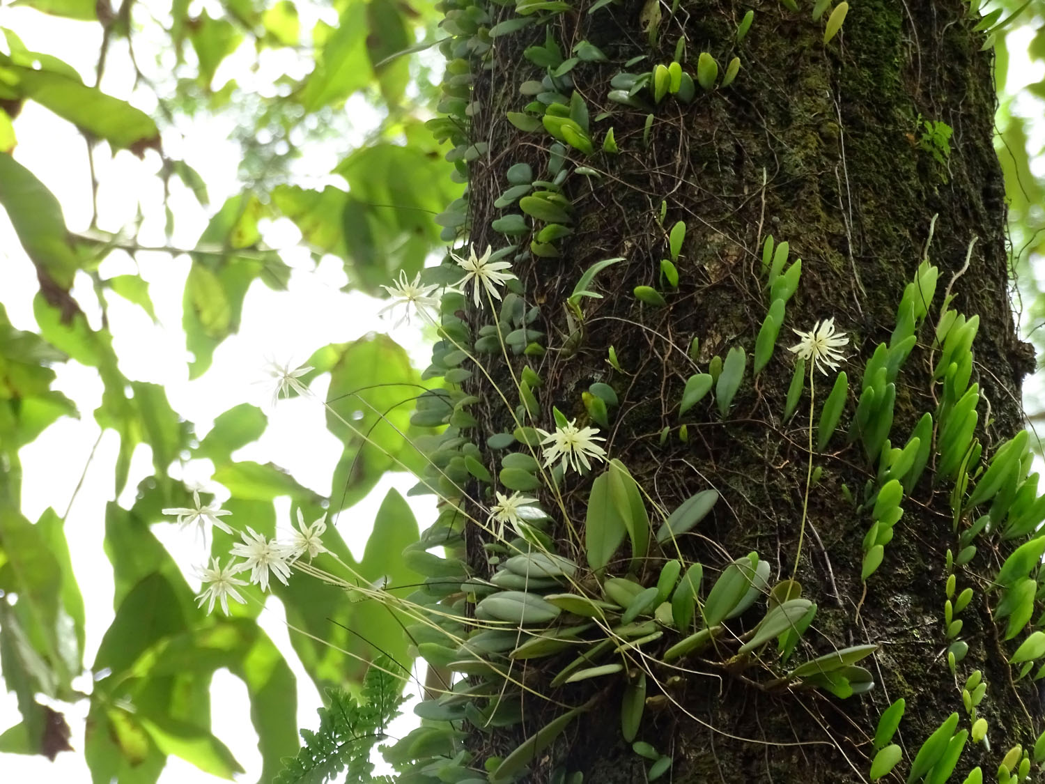 Бульбофиллум краснеющий (Bulbophyllum purpurascens) на дереве. Не совсем понятно, с чем связано видовое наименование, соцветия растения имеют белоснежную окраску, словно снежинки раскиданные по стволу дерева. Автор фото: Михаил Конев.