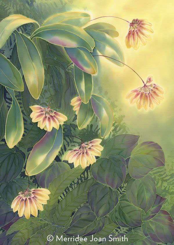 Бульбофиллум прекрасный (Bulbophyllum lepidum) на рисунке американской художницы Merridee Joan Smith.