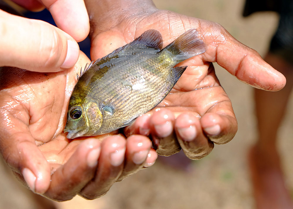 Рыба на шри ланке. Тиляпия Мозамбикская. Этроплюс пятнистый. Этроплюс рыбка. Мозамбикская тиляпия рыба.