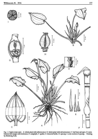 Рисунок (drawing by M. Kalu) криптокорины аура (Cryptocoryne aura), опубликованный в журнале Willdenowia, 46/2016, 275–282.