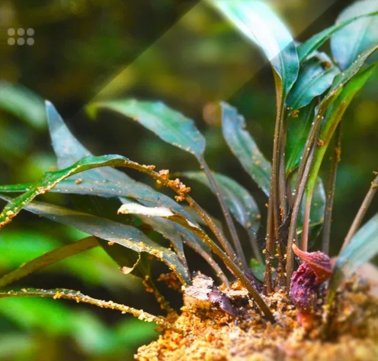 Лагенандра ваямбская (Lagenandra wayambae) - новый вид лагенандры с острова Шри-Ланка.. Растение описано местными ботаниками в 2021 году.