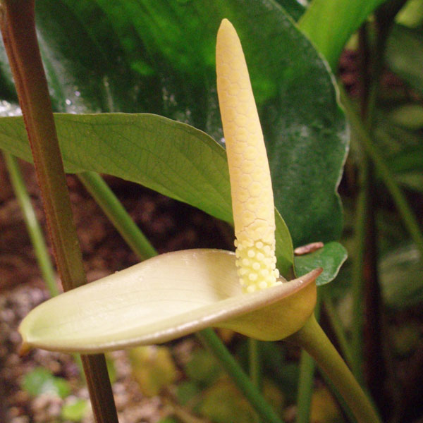 Анубиас Габон (Anubias 'Gabon') скорее всего является крупной вариацией анубиаса Бартера (Anubias barteri). Соцветие