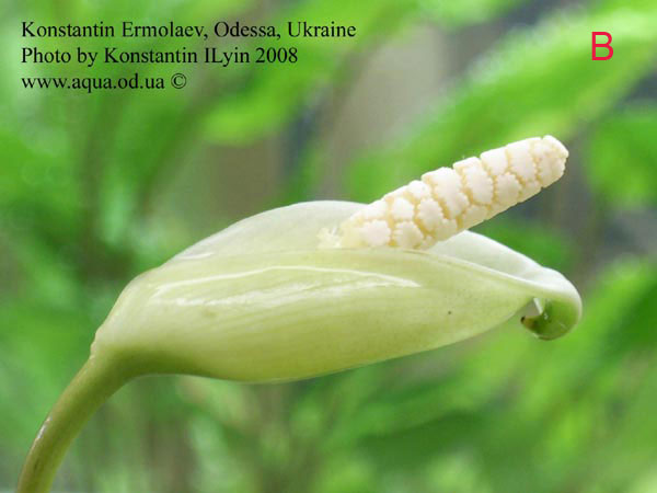 Соцветие карликового анубиаса (Anubias barteri var. nana)