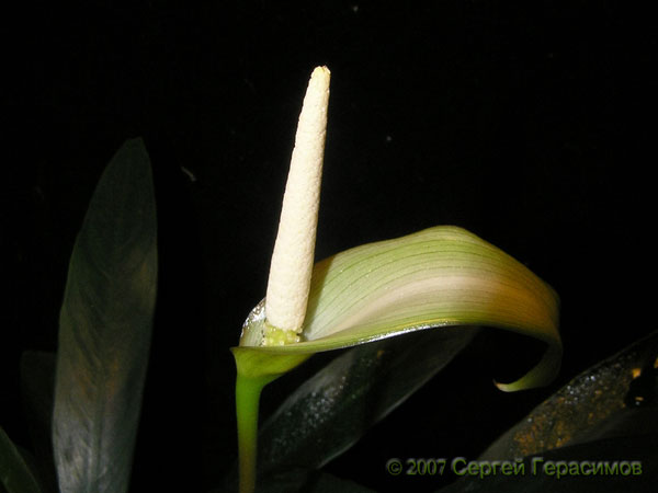 Anubias barteri var. angustifolia. Inflorescence