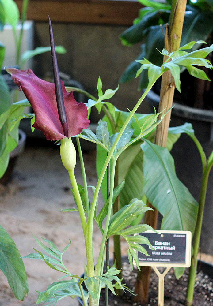 Дракункулюс обыкновенный: описание растения семейства Ароидные. Условия выращивания, размножение