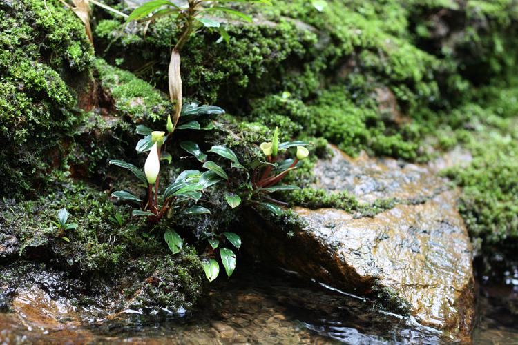 Bucephalandra bogneri