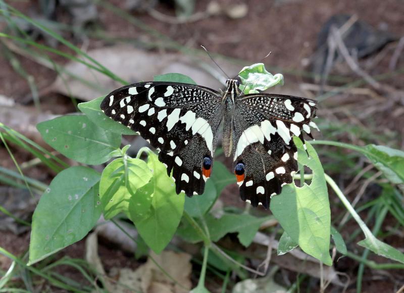 Papilio demodocus