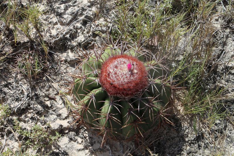 Melocactus communis