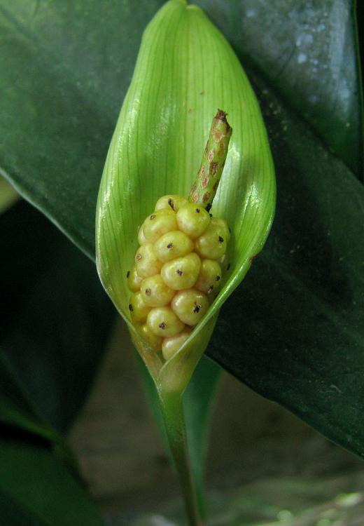Anubias barteri var. angustifolia