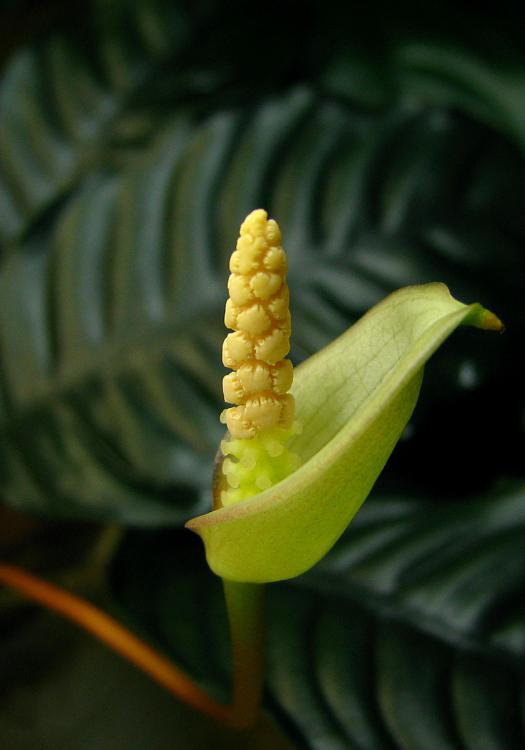 Anubias coffeifolia