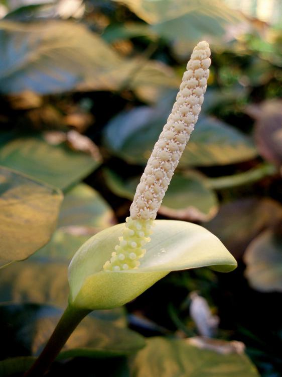 Anubias barteri var. caladiifolia