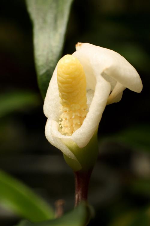 Bucephalandra Borneo 2013