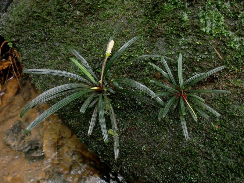 Bucephalandra filiformis