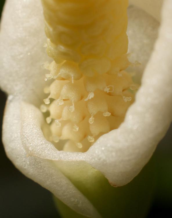 Pollen of Bucephalandra