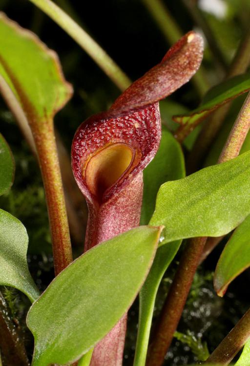 Cryptocoryne xwillisii