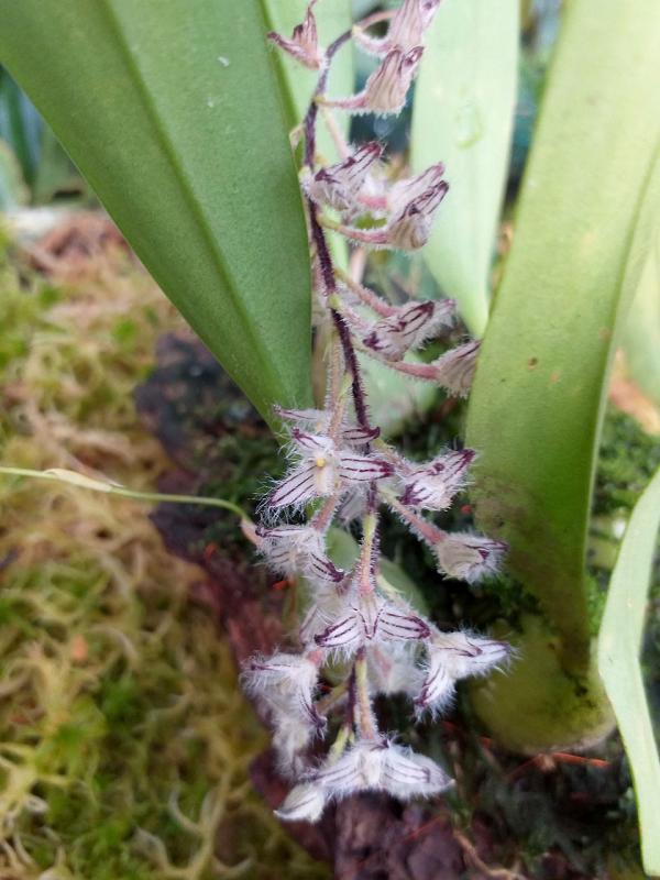Bulbophyllum lindleyanum