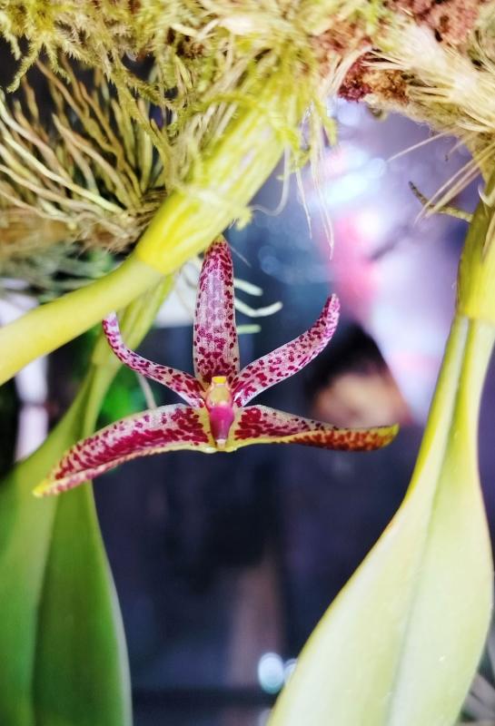 Bulbophyllum patens