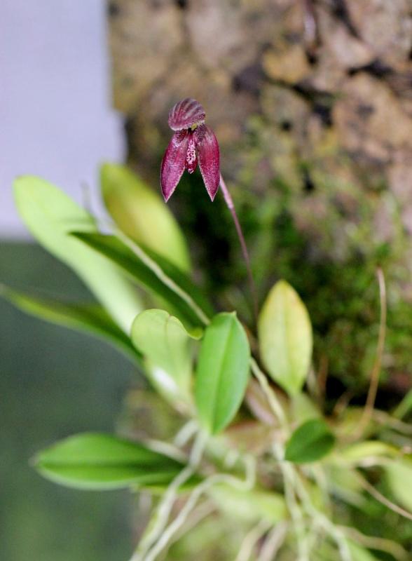 Bulbophyllum rysyanum