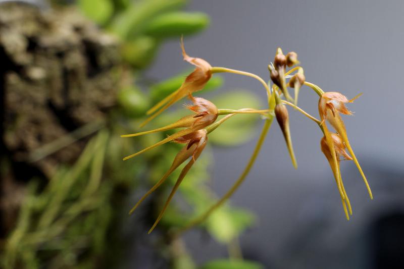 Bulbophyllum taiwanense