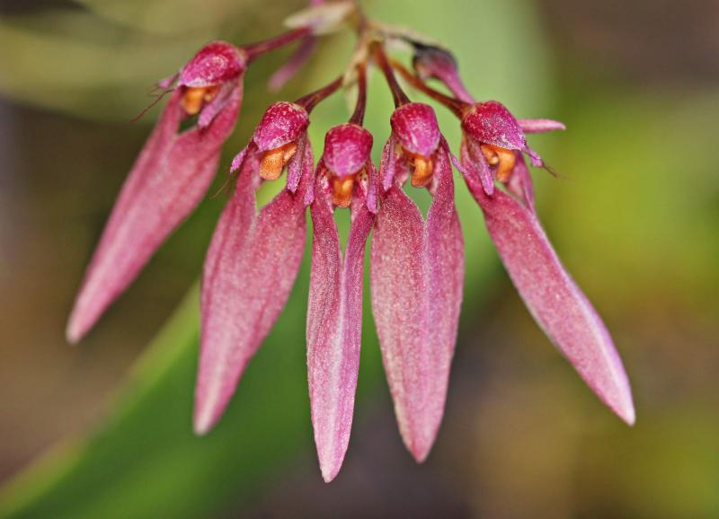 Bulbophyllum weberi