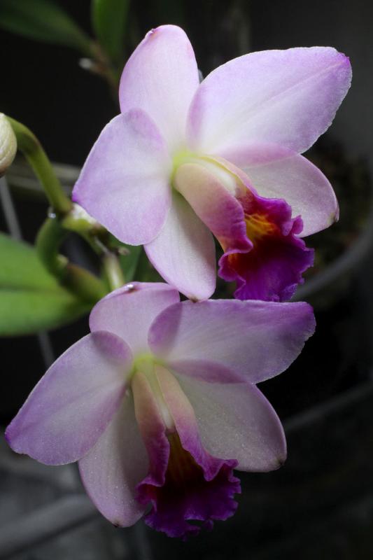 Cattlianthe Japanese Beauty 'Sakura'