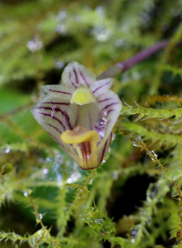 Dendrobium lichenastrum