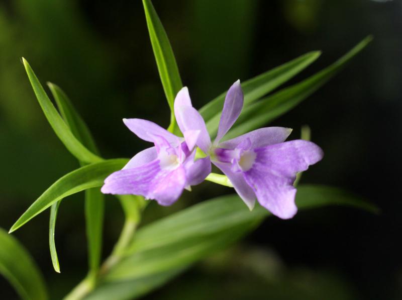 Epidendrum centropetalum