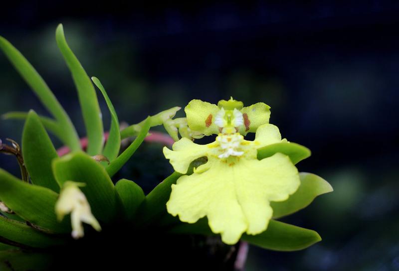 Erycina pusilla