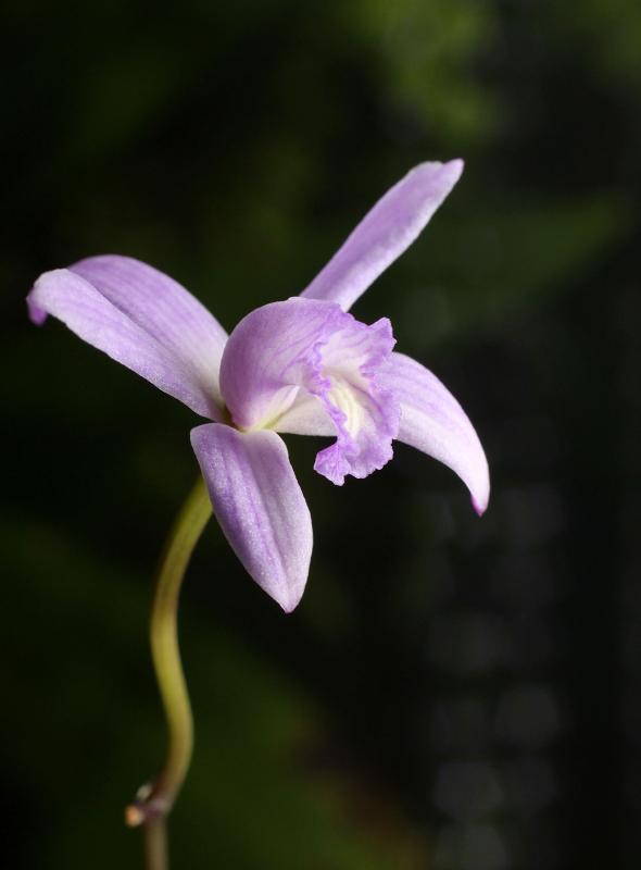 Laelia alvarenguensis