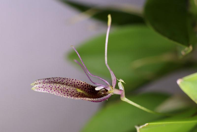 Restrepia dodsonii