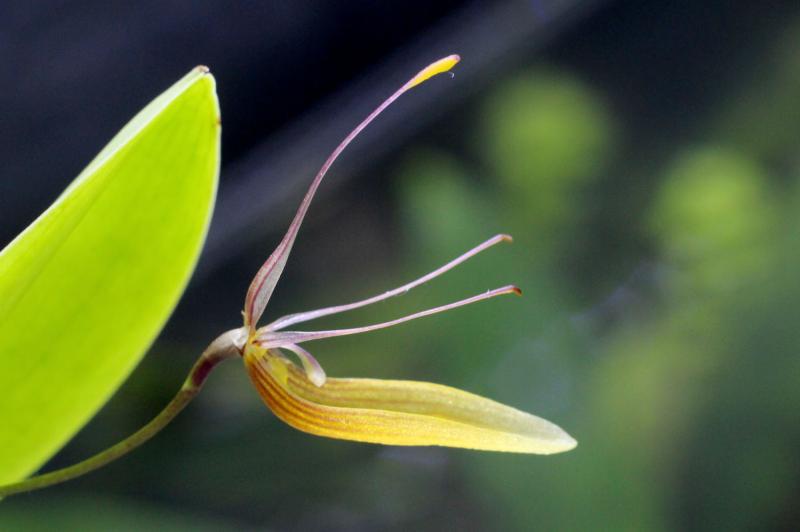 Restrepia trichoglossa