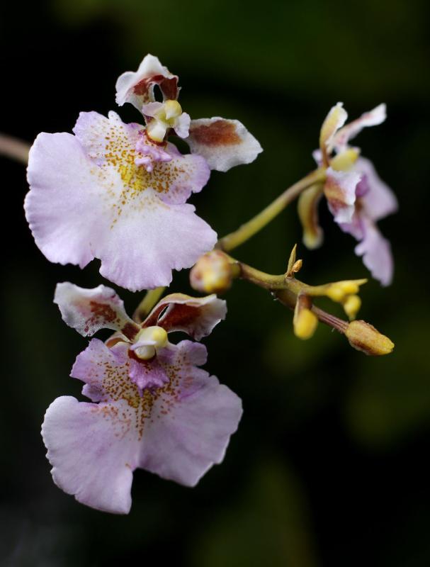 Tolumnia Jairak Firm Sweet Pink