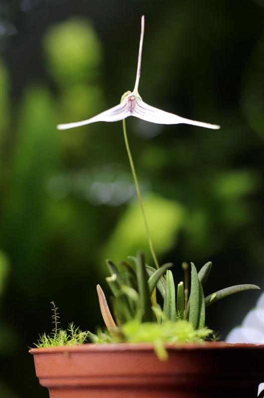 Trisetella hoeijeri